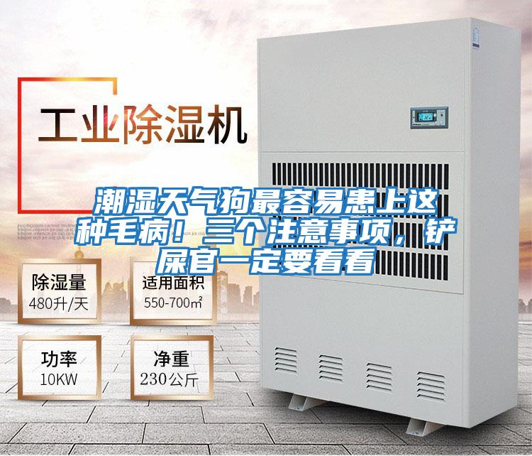 潮濕天氣狗最容易患上這種毛病！三個注意事項，鏟屎官一定要看看