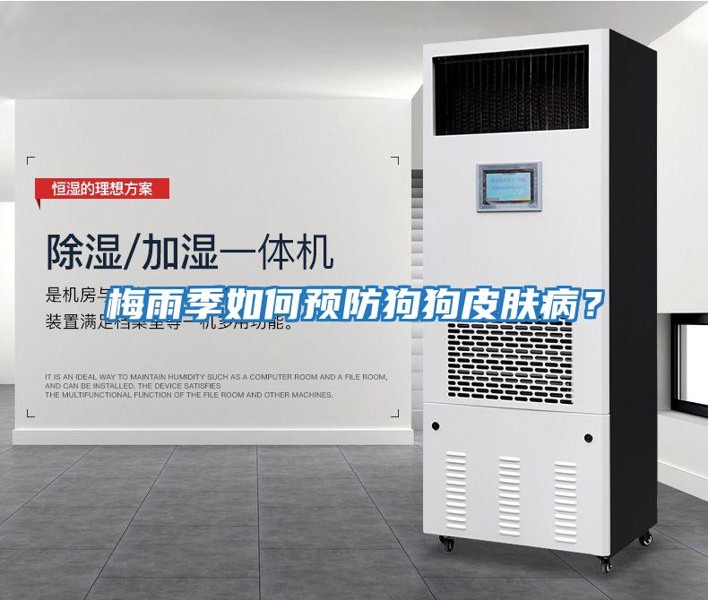 梅雨季如何預防狗狗皮膚病？